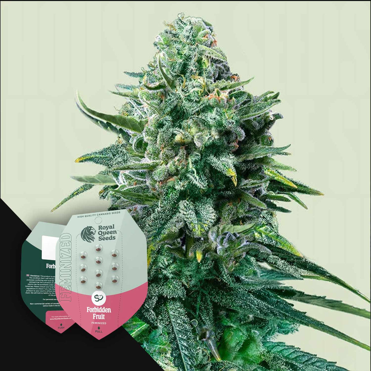 Royal Queen Seeds - Forbidden Fruit