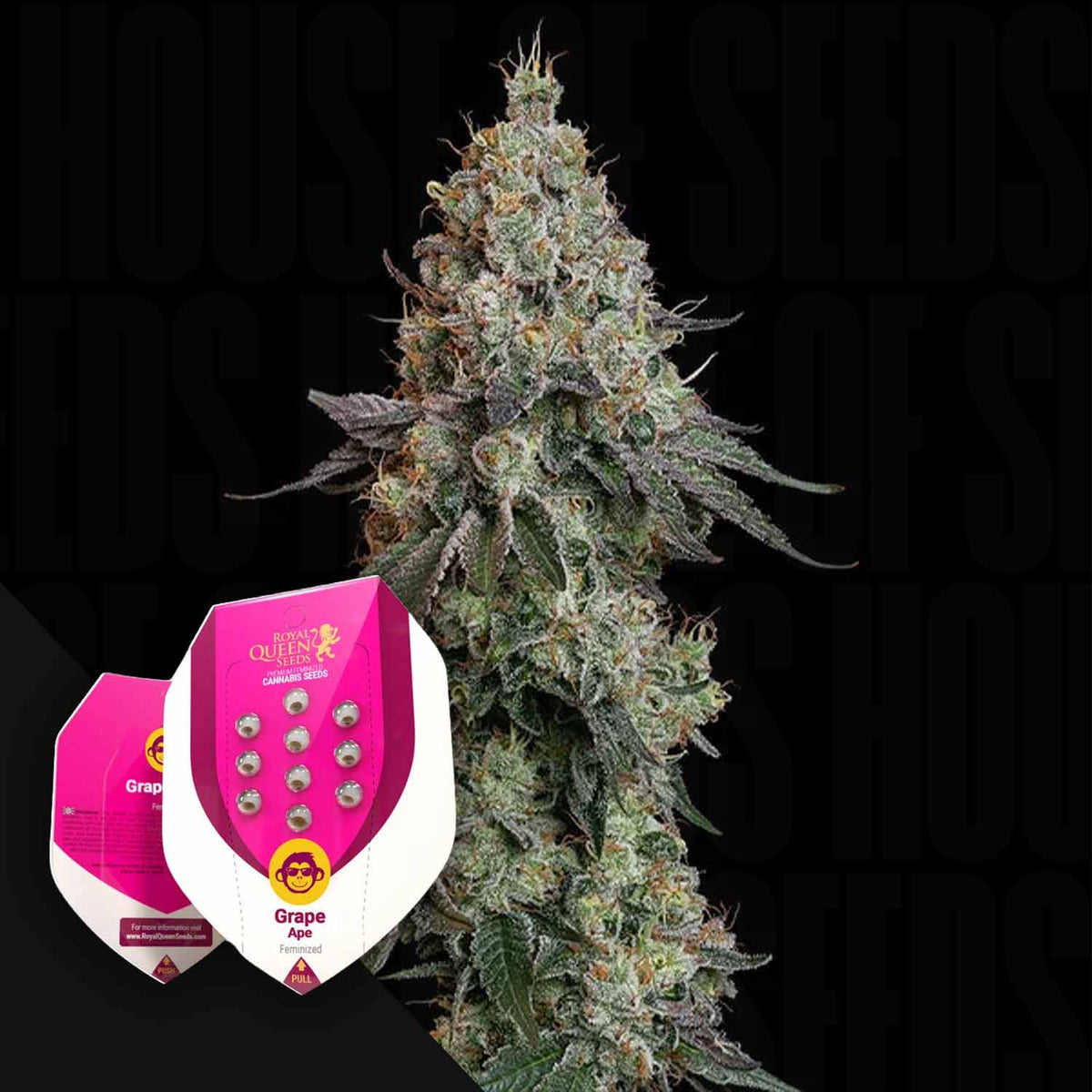 Royal Queen Seeds - Grape Ape