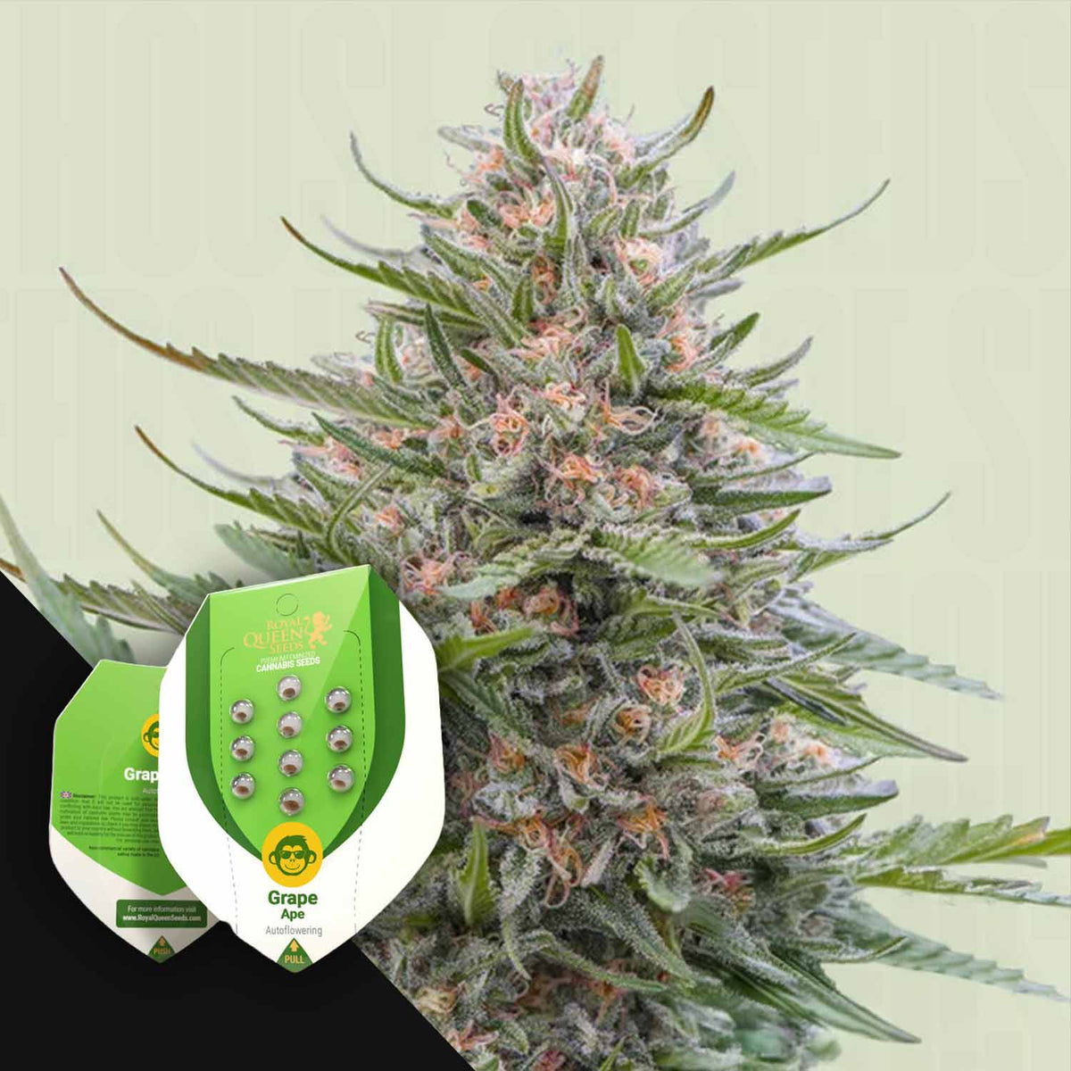 Royal Queen Seeds - Grape Ape Auto