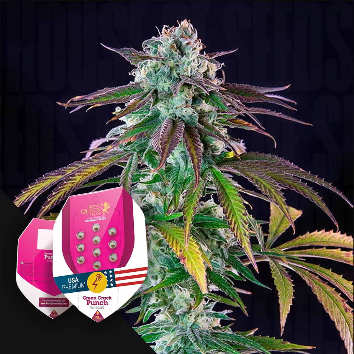 Royal Queen Seeds - Green Crack Punch