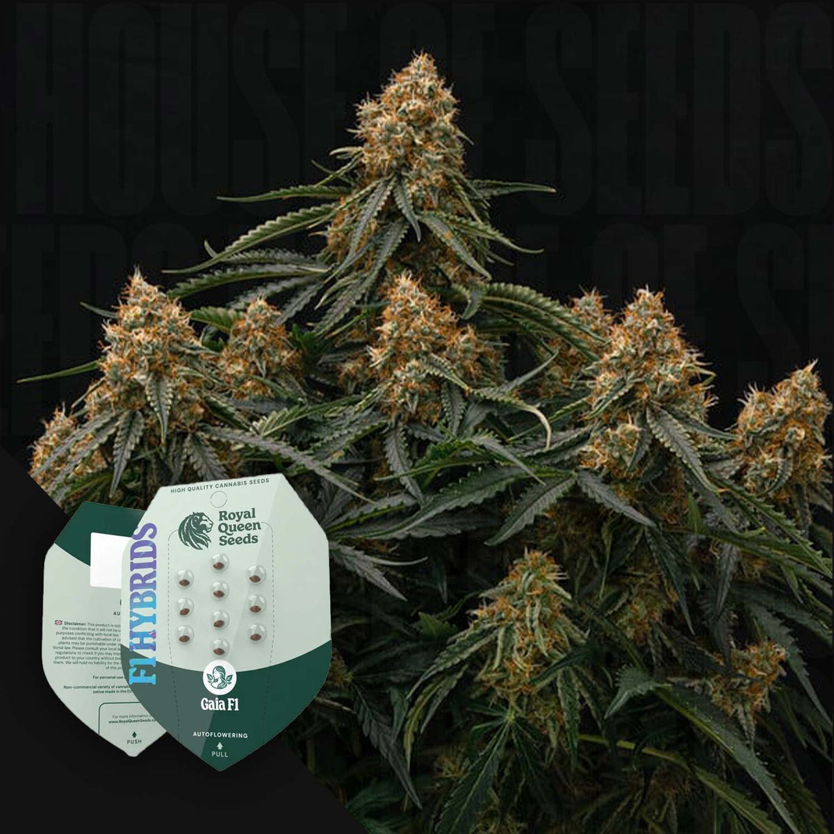 Royal Queen Seeds - Gaia F1