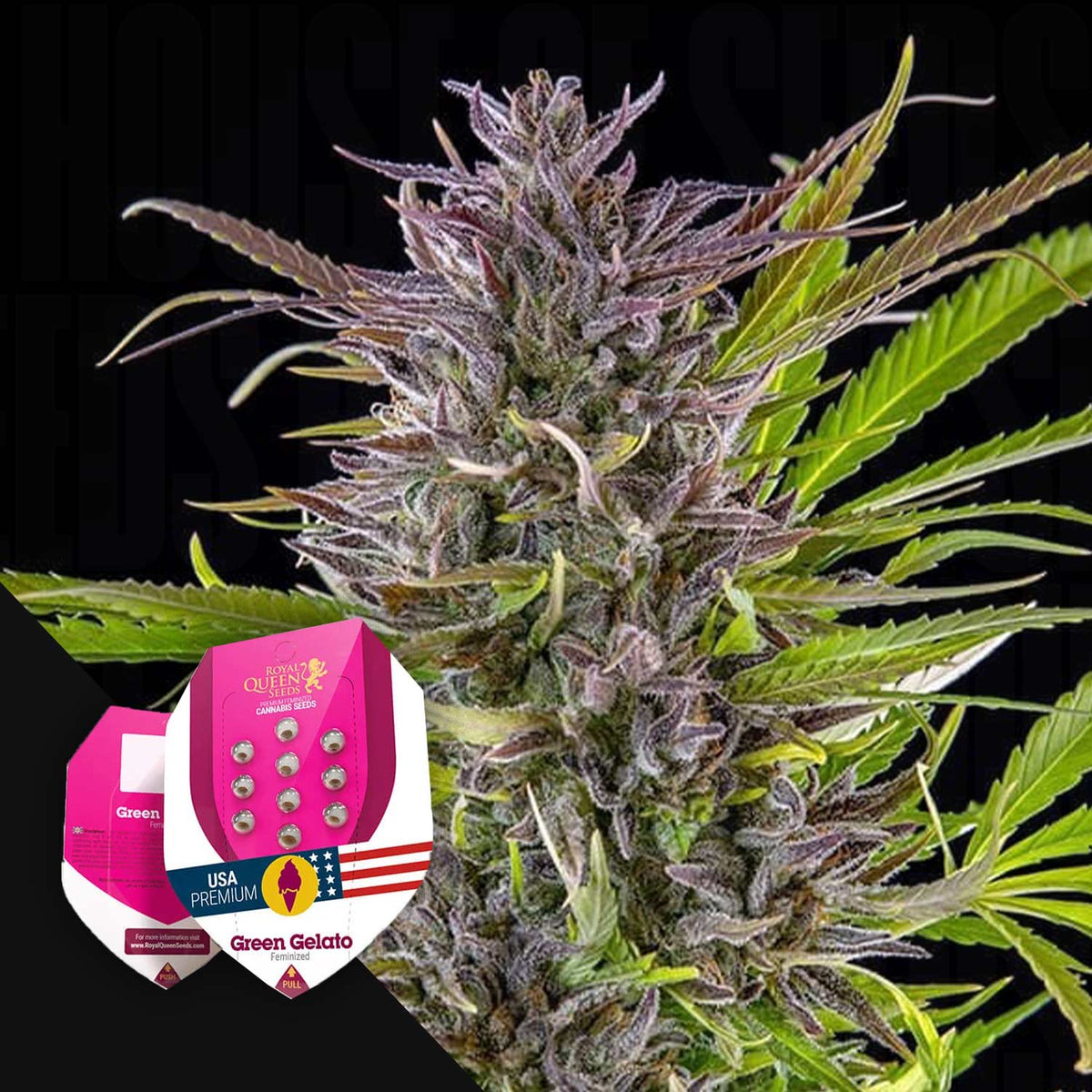 Royal Queen Seeds - Green Gelato