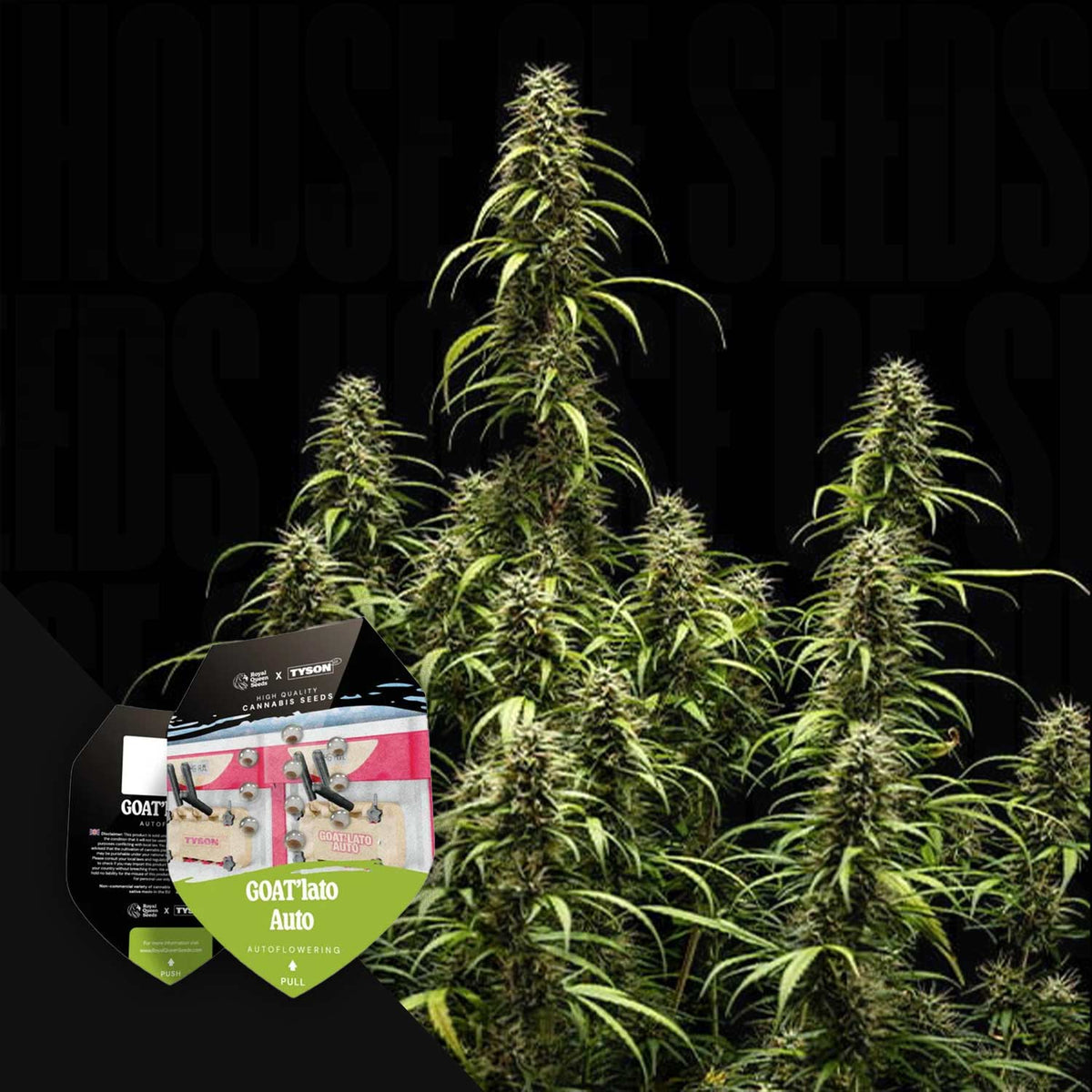 Royal Queen Seeds - GOAT´lato AUTO