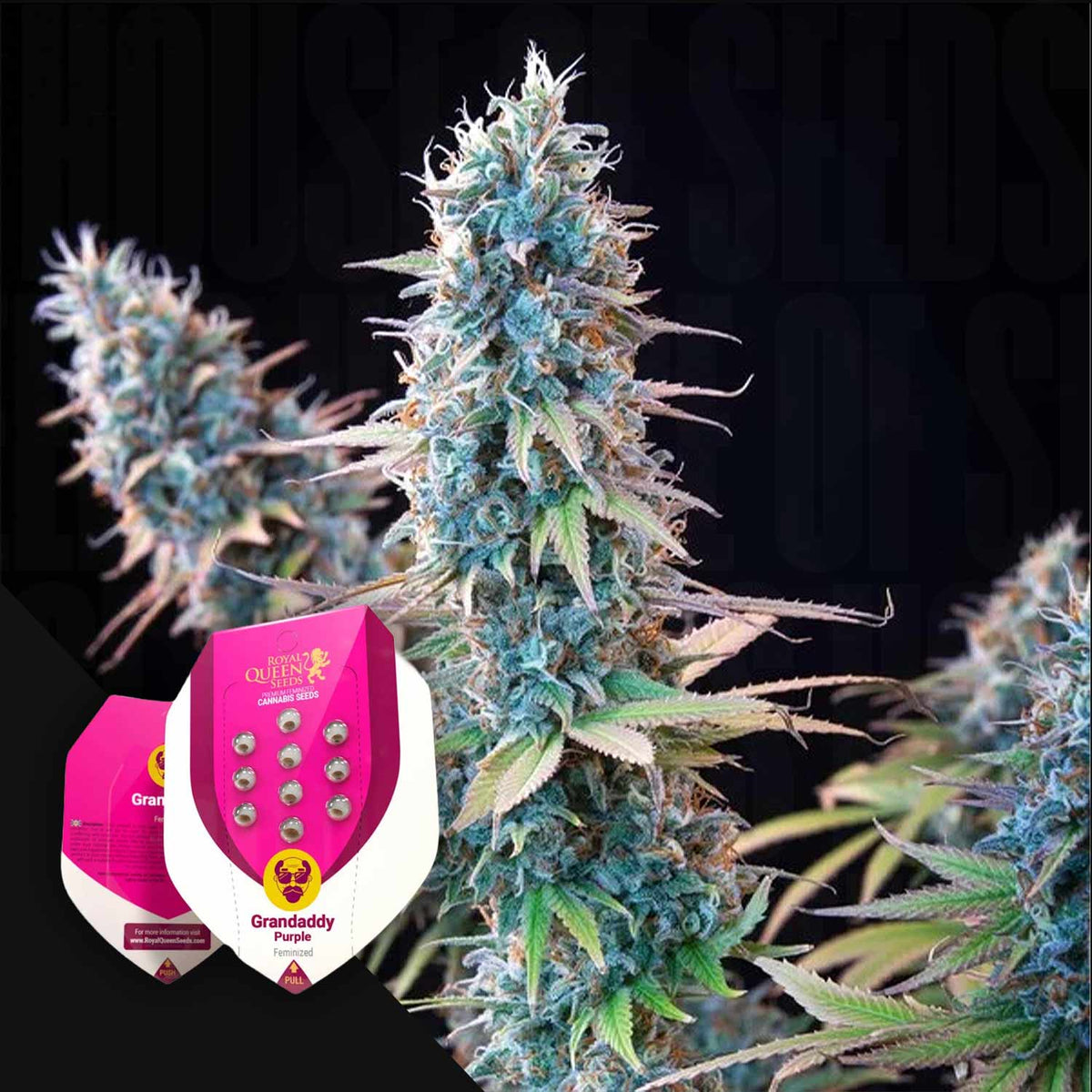 Royal Queen Seeds - Grandaddy Purple