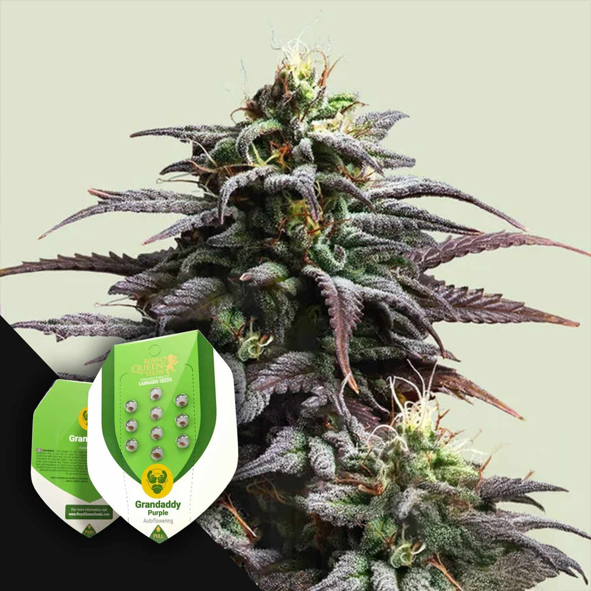 Royal Queen Seeds - Granddaddy Purple Auto