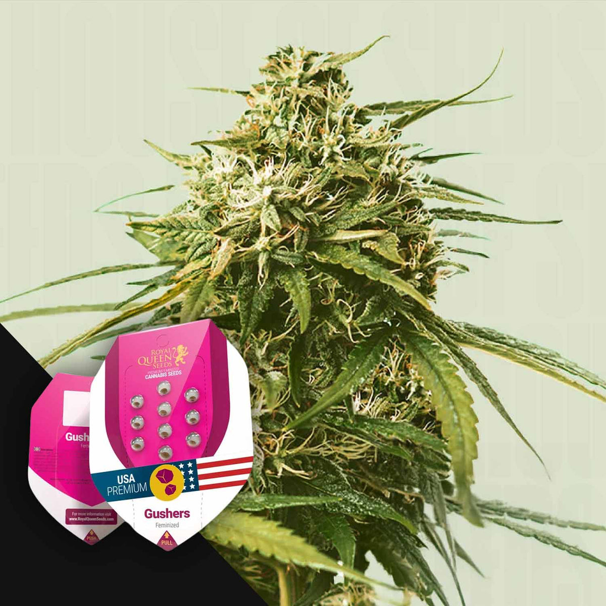 Royal Queen Seeds - Gushers