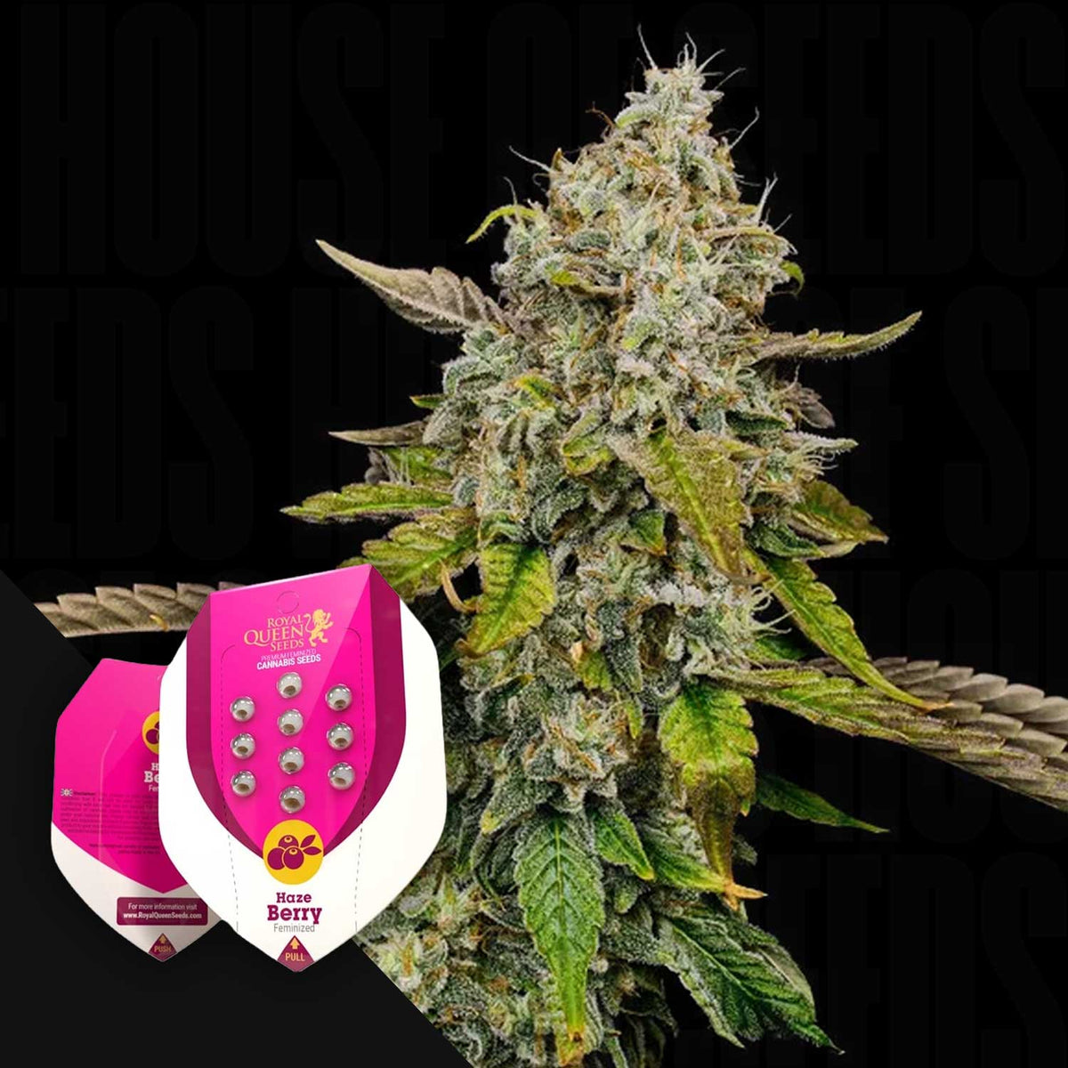 Royal Queen Seeds - Haze Berry