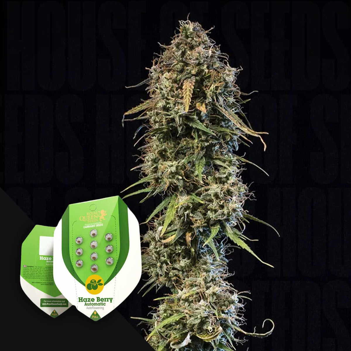Royal Queen Seeds - Haze Berry Auto