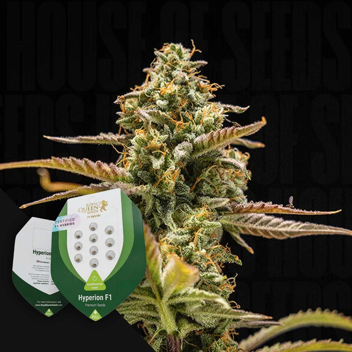Royal Queen Seeds - Hyperion F1