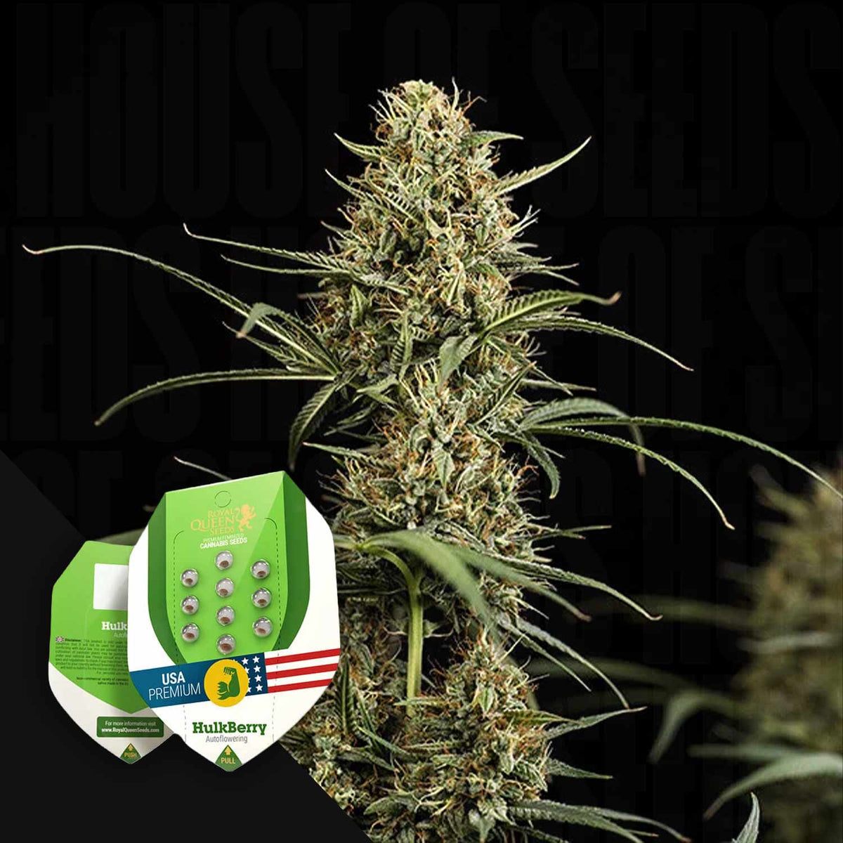 Royal Queen Seeds - HulkBerry Auto
