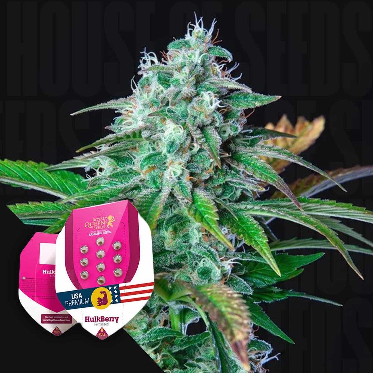 Royal Queen Seeds - HulkBerry