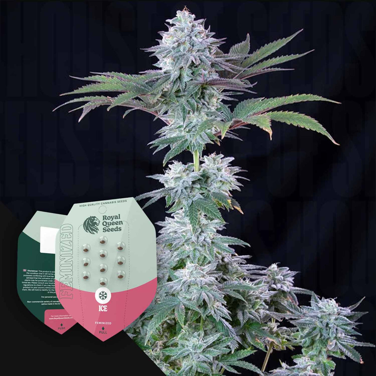 Royal Queen Seeds - Ice
