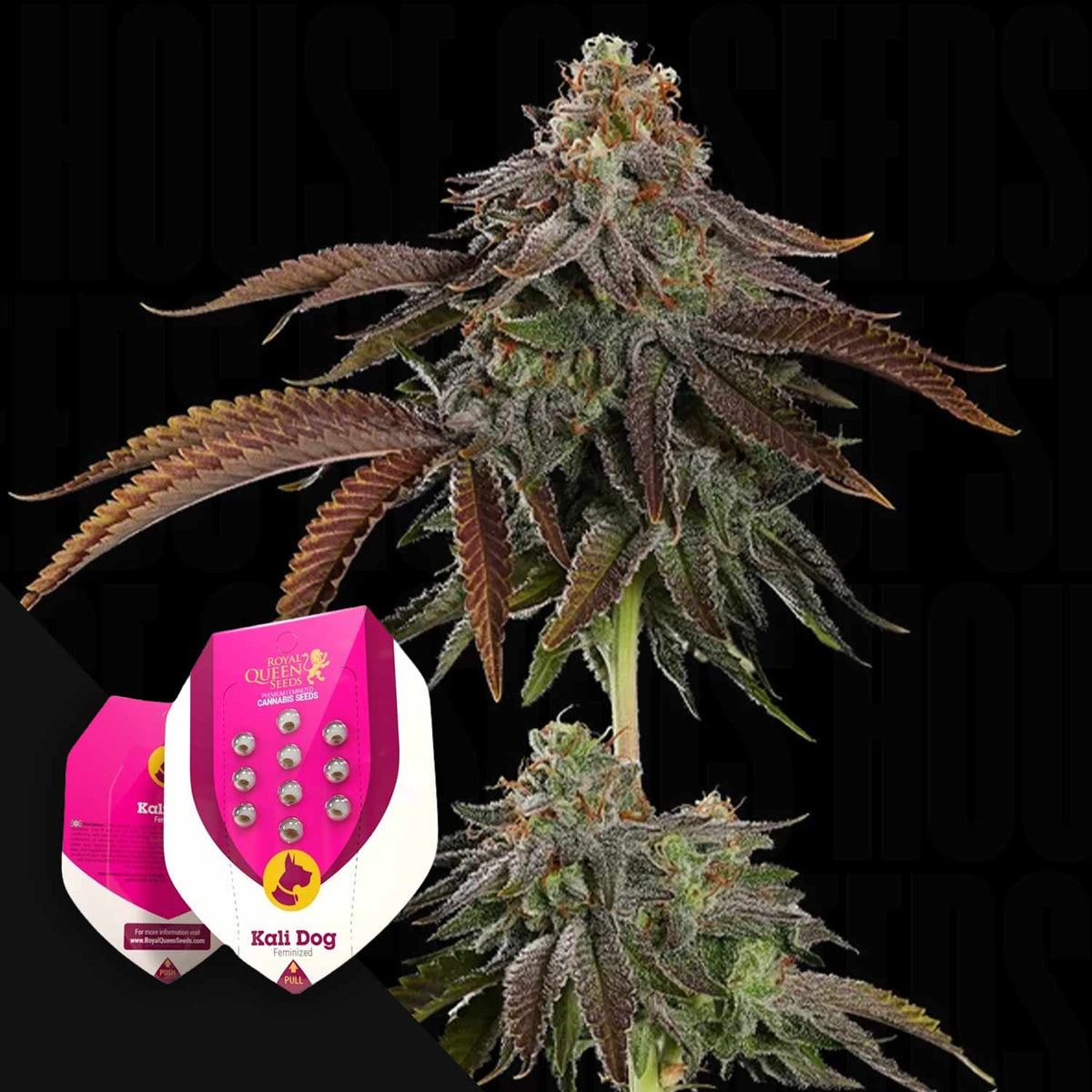 Royal Queen Seeds - Kali Dog