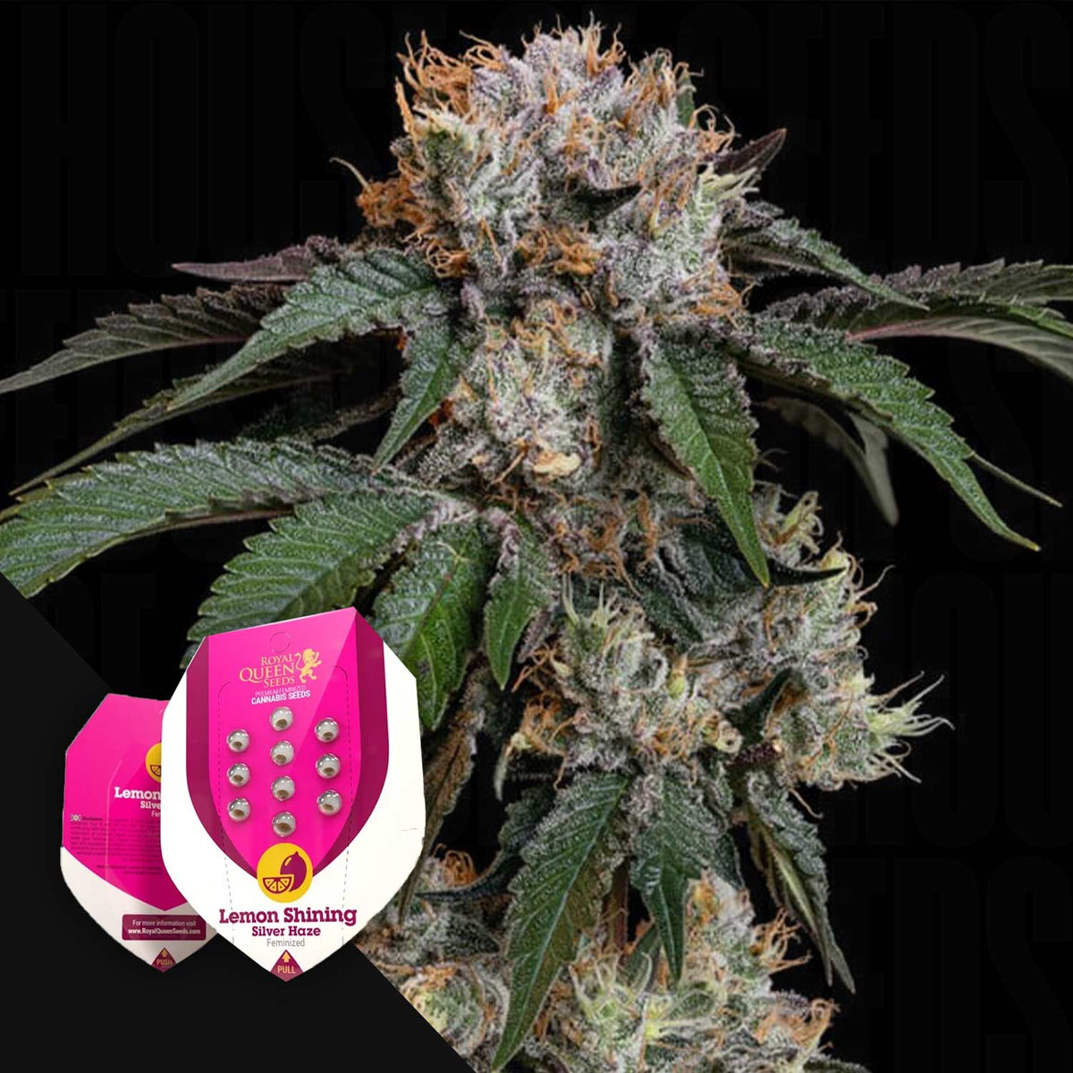 Royal Queen Seeds - Lemon Shining Silver Haze