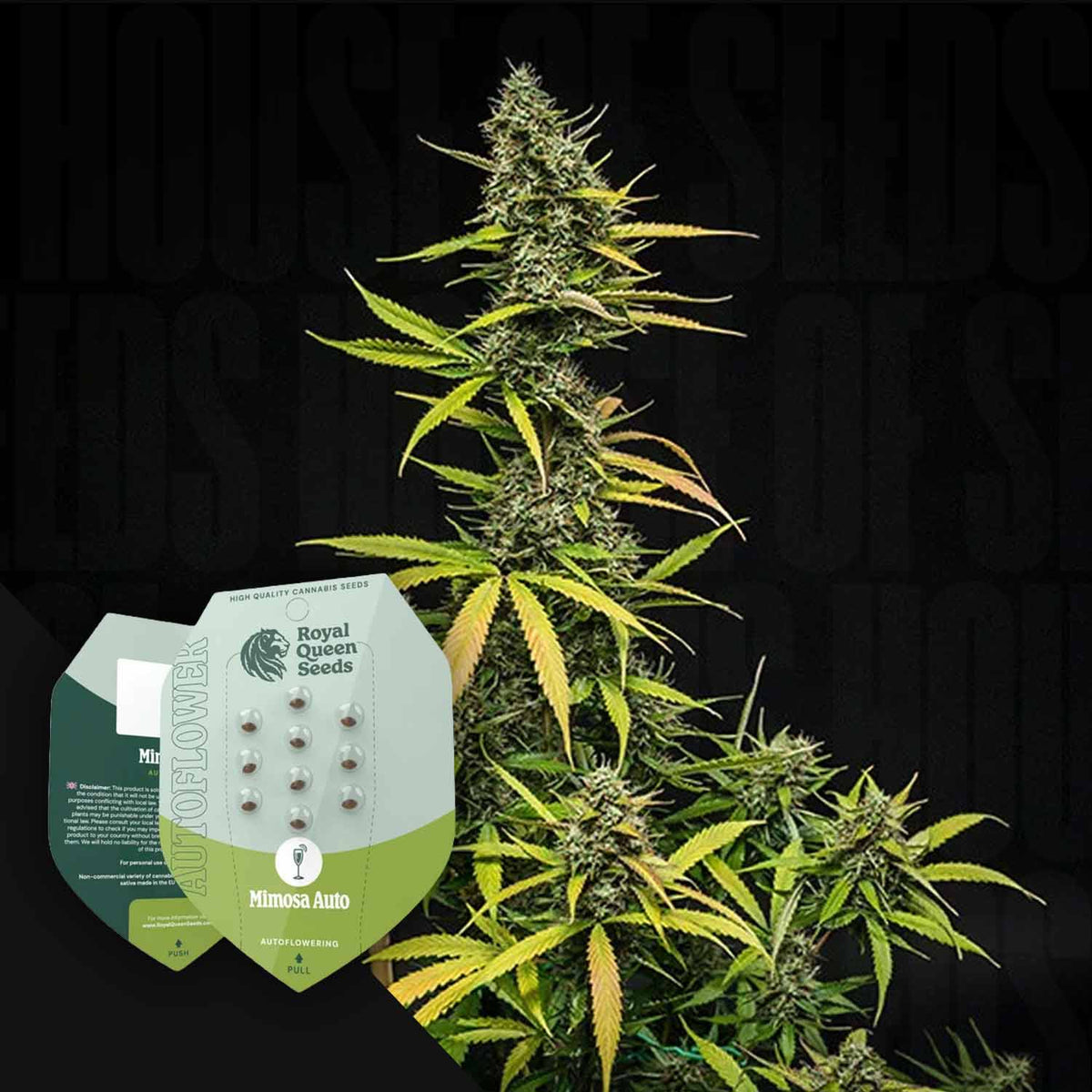 Royal Queen Seeds - Mimosa Auto