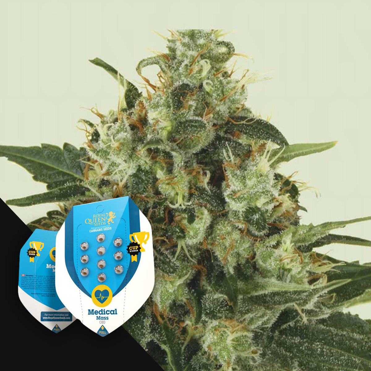Royal Queen Seeds - Medical Mass
