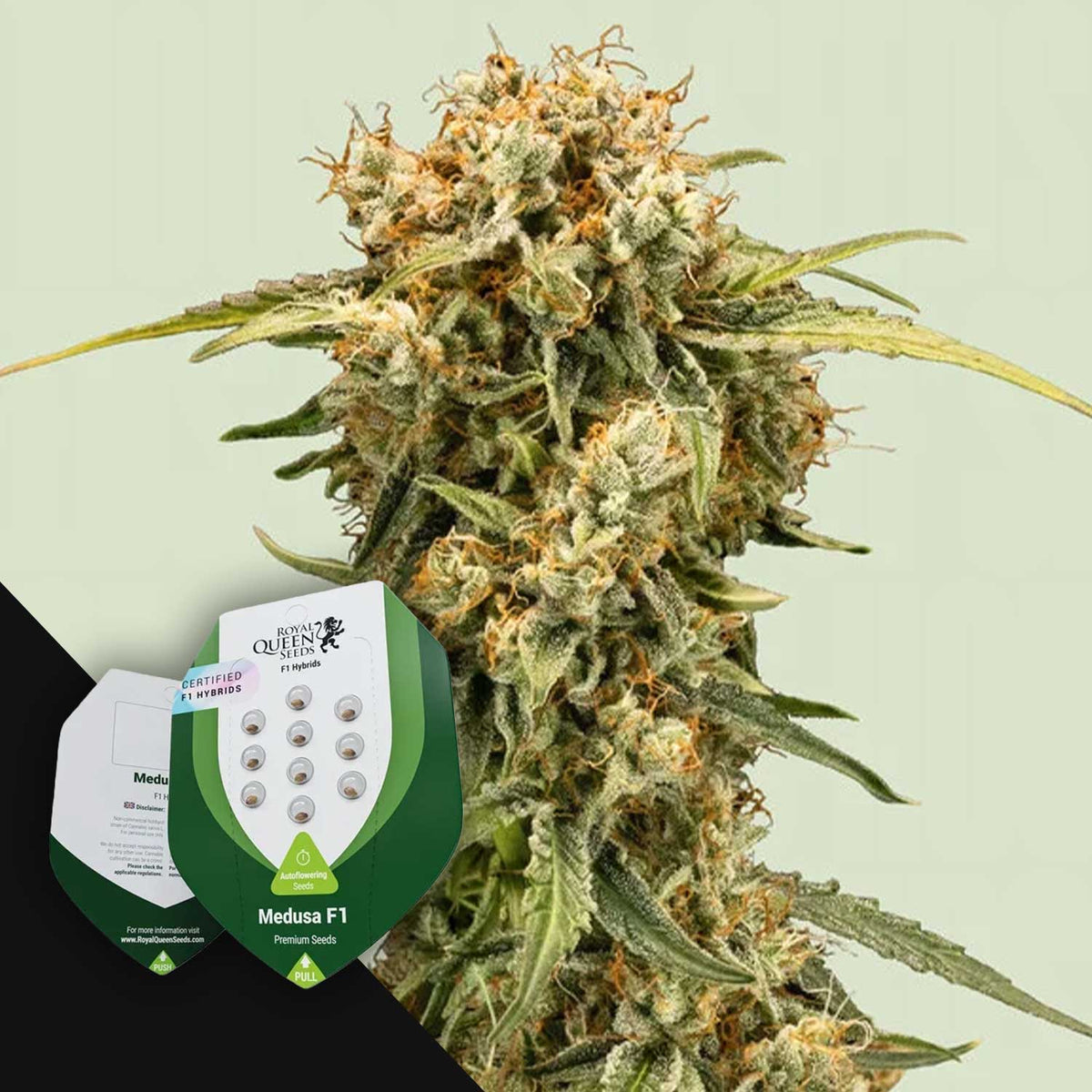 Royal Queen Seeds - Medusa F1
