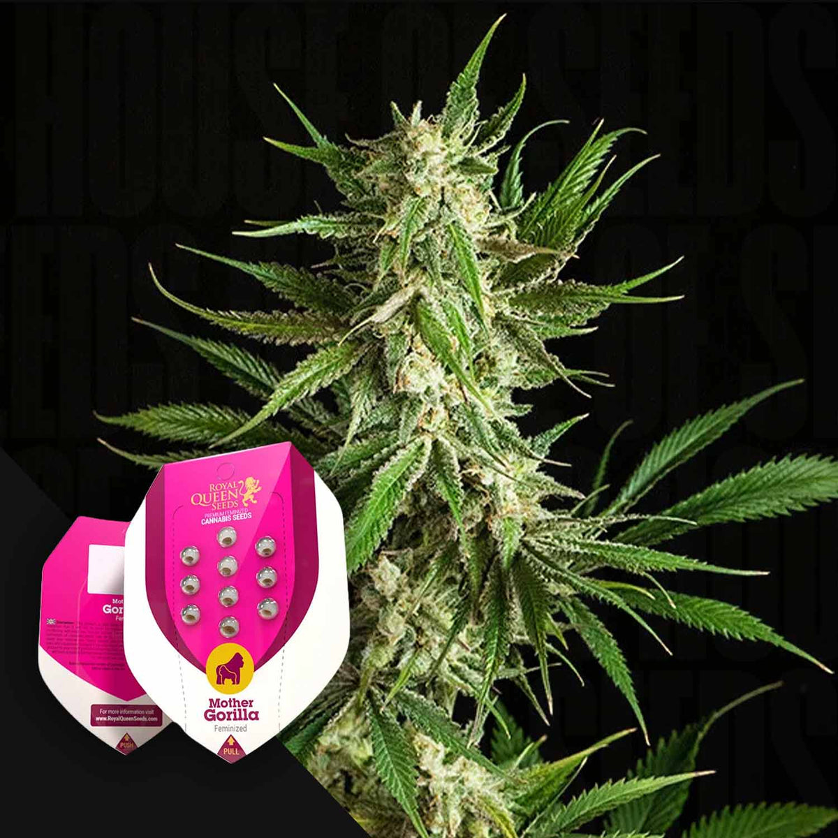 Royal Queen Seeds - Mother Gorilla (Ehemals Royal Madre)