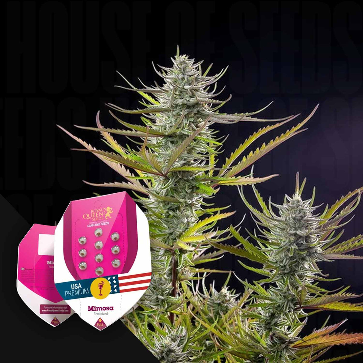 Royal Queen Seeds - Mimosa
