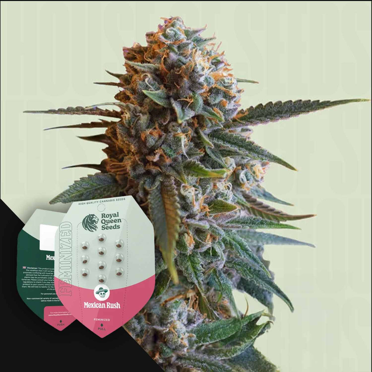 Royal Queen Seeds - Mexican Rush