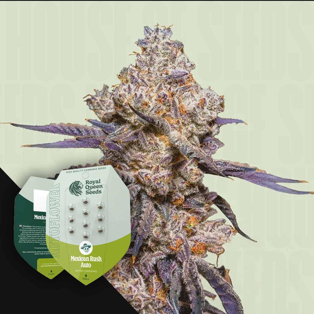 Royal Queen Seeds - Mexican Rush Auto