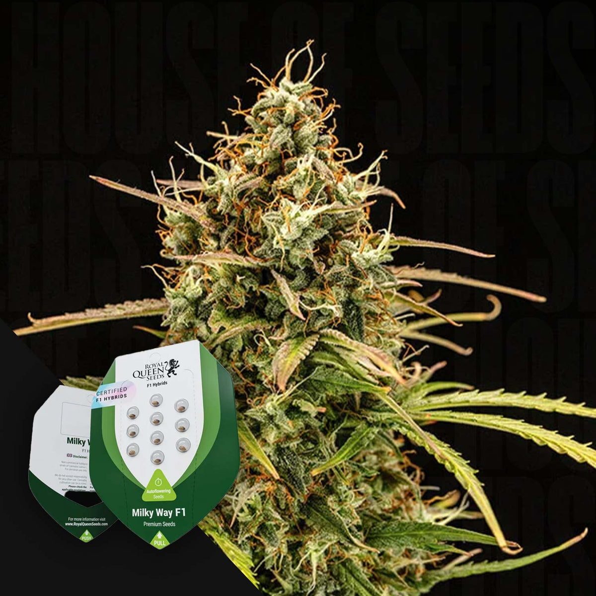 Royal Queen Seeds - Milky Way F1 Auto