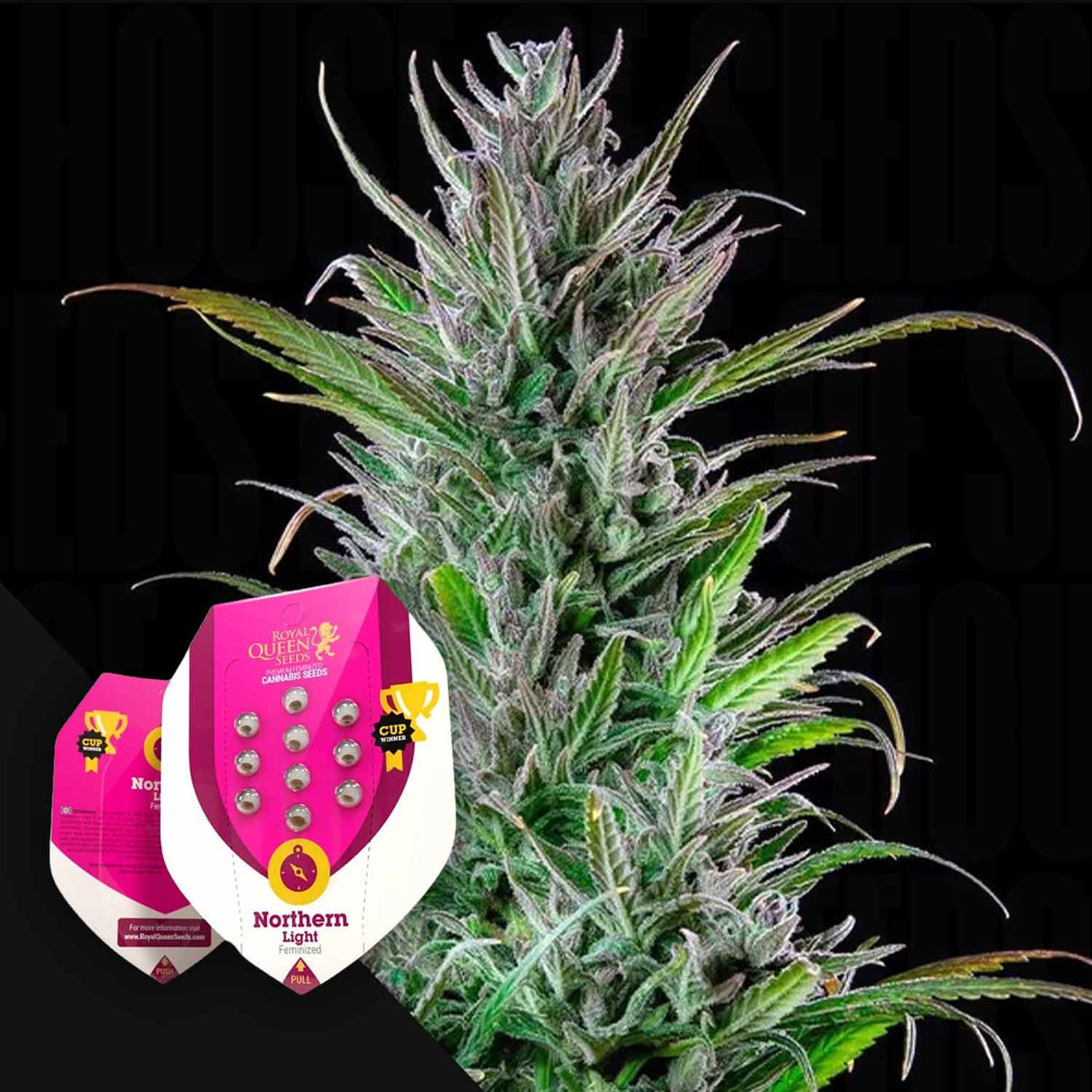 Royal Queen Seeds - Northern Light