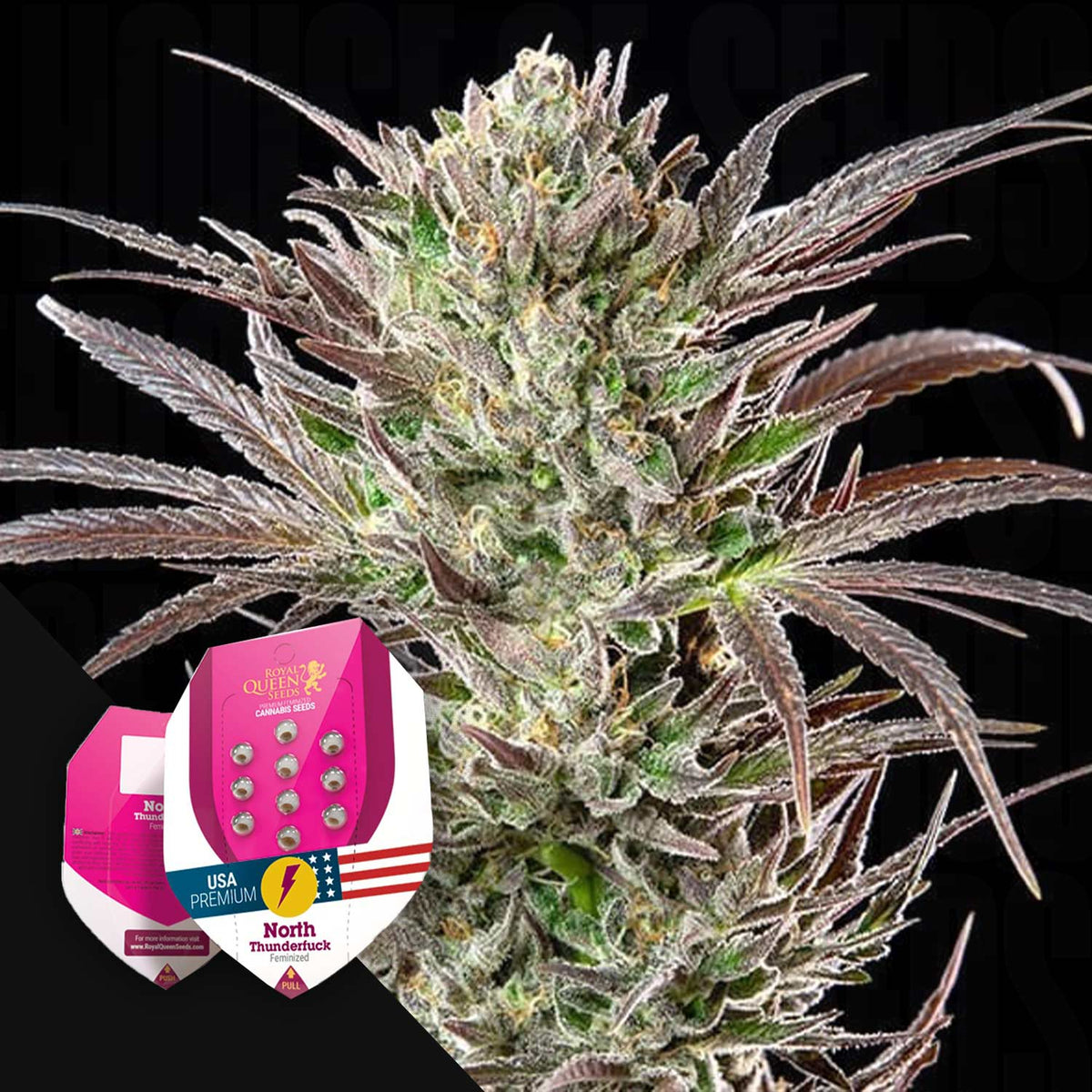 Royal Queen Seeds - North Thunderfuck