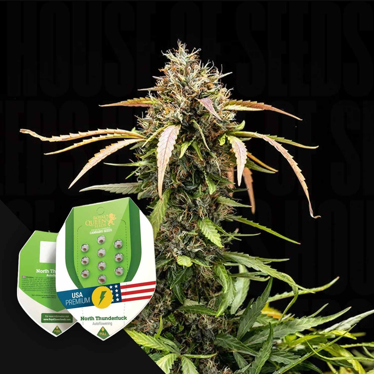 Royal Queen Seeds - North Thunderfuck Auto