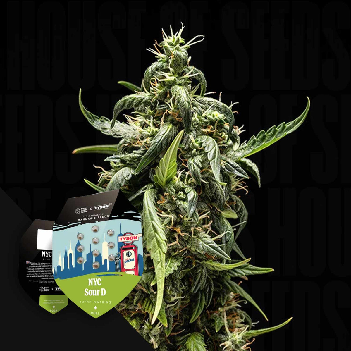 Royal Queen Seeds - NYC Sour D Auto