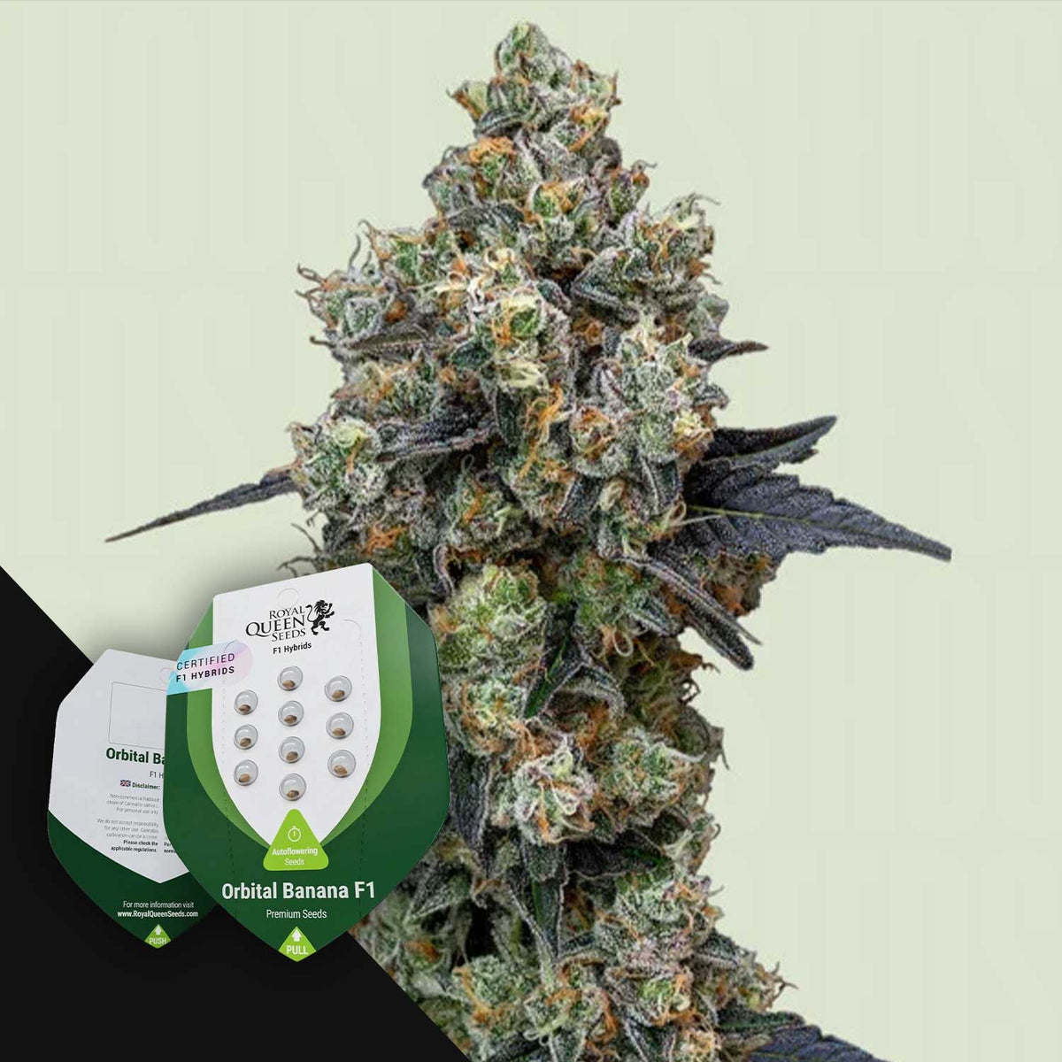 Royal Queen Seeds - Orbital Banana F1