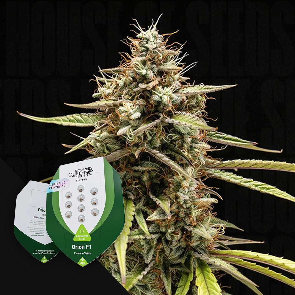 Royal Queen Seeds - Orion F1