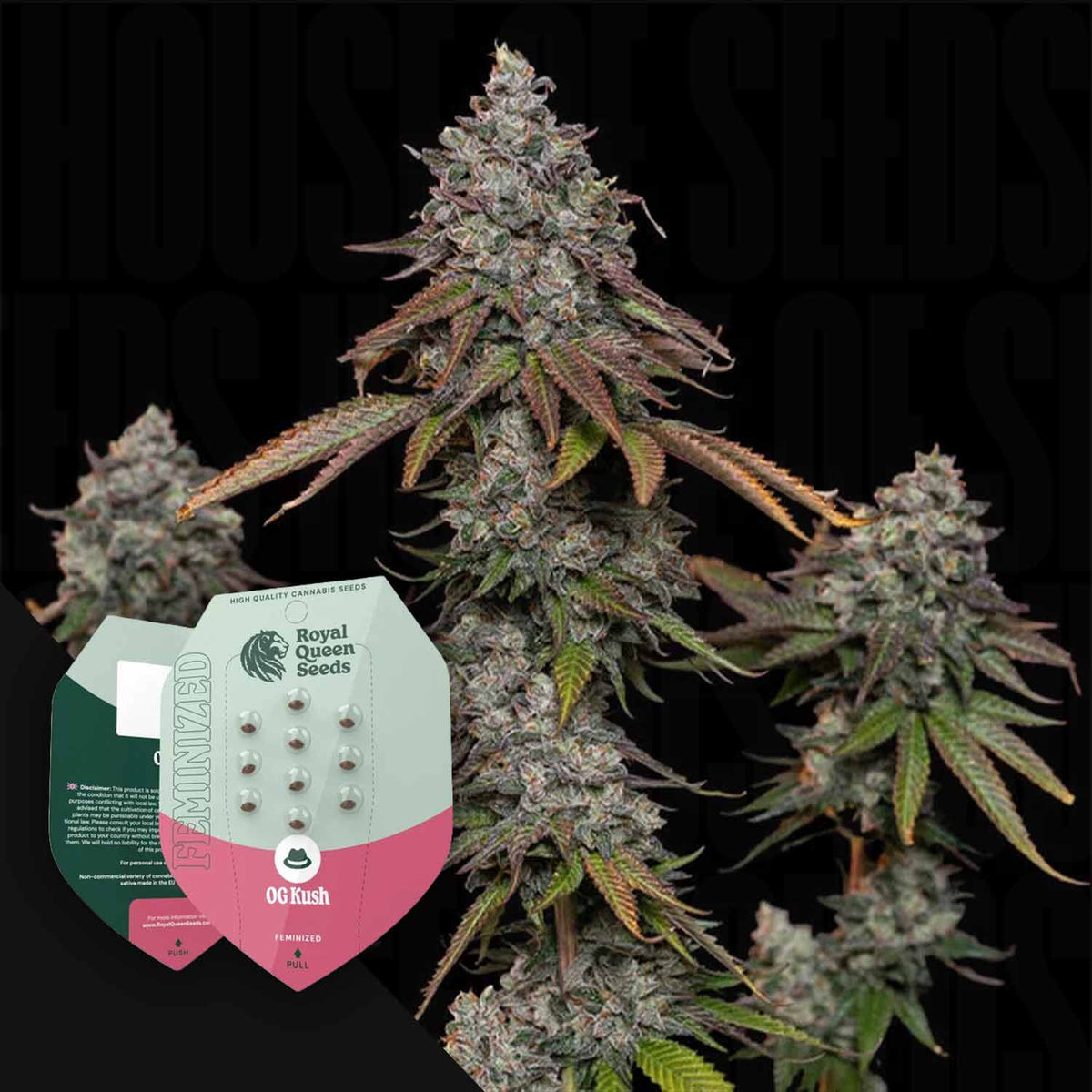 Royal Queen Seeds - O.G. Kush