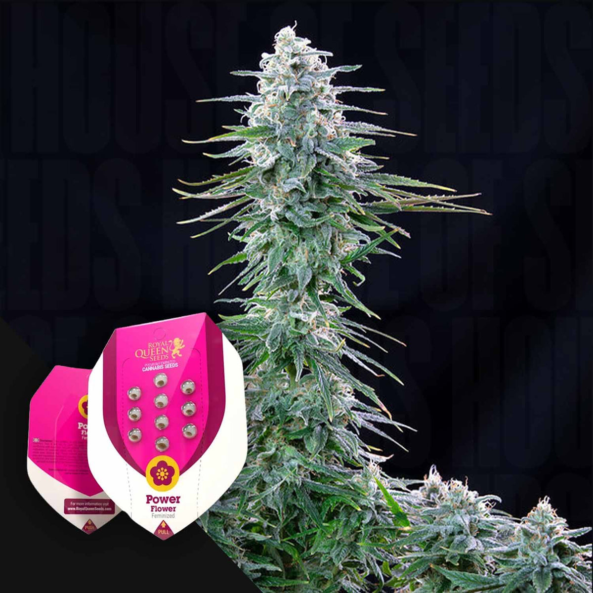 Royal Queen Seeds - Power Flower
