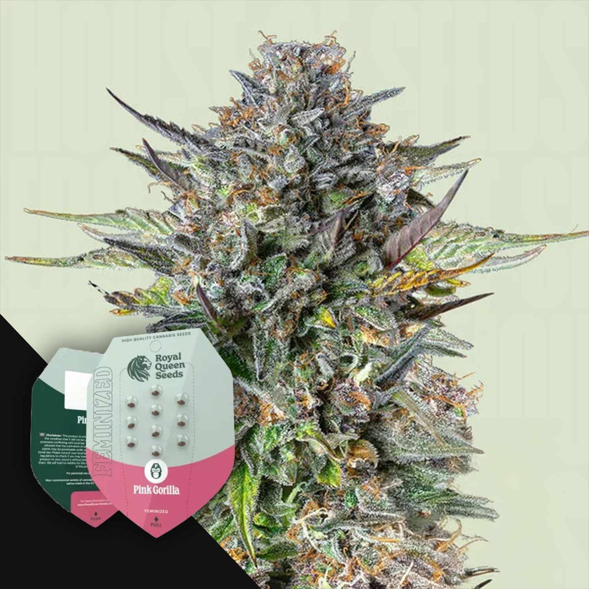 Royal Queen Seeds - Pink Gorilla