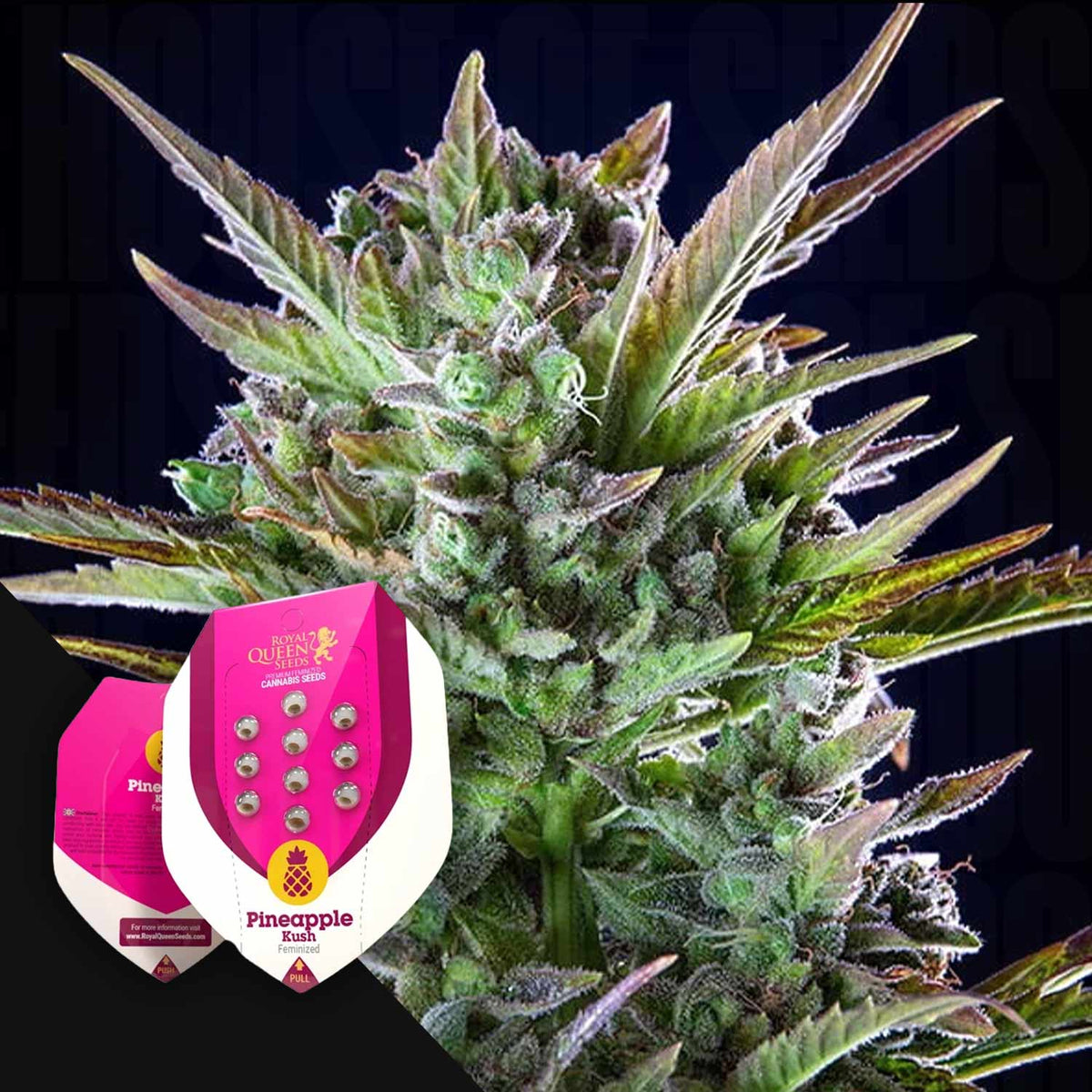 Royal Queen Seeds - Pineapple Kush