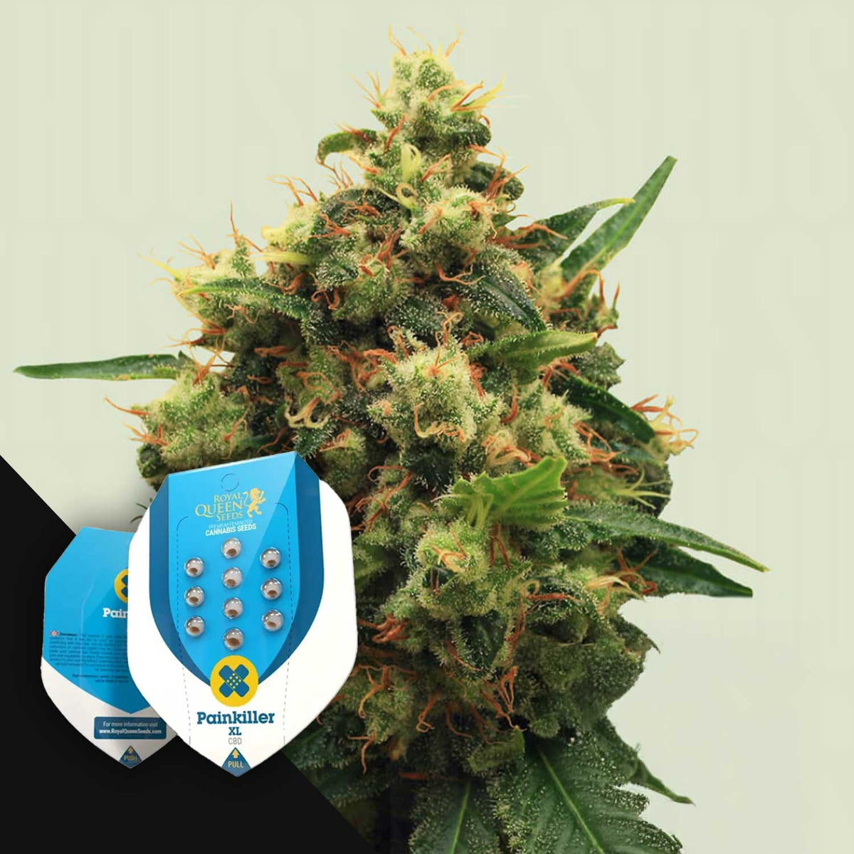 Royal Queen Seeds - Painkiller XL