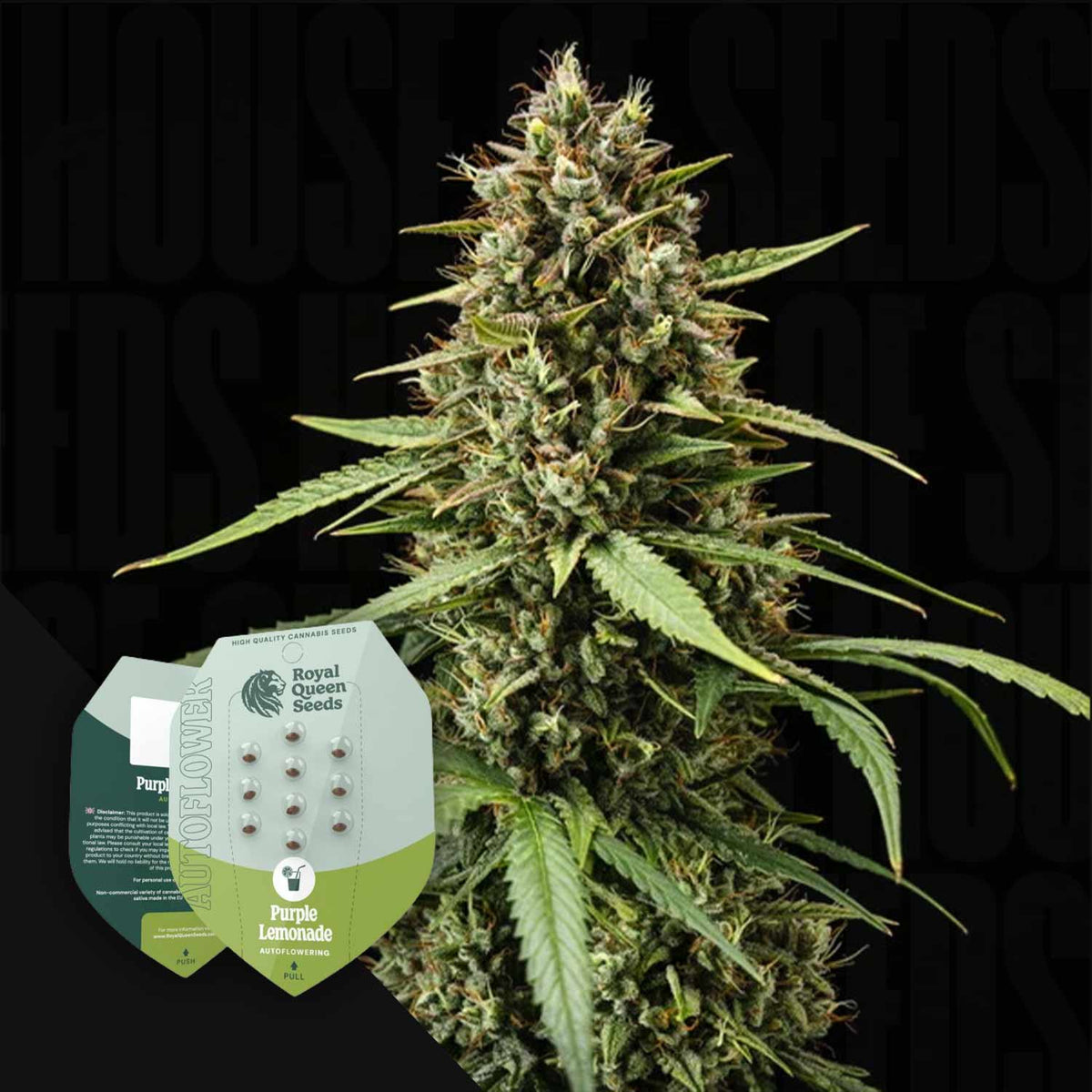 Royal Queen Seeds - Purple Lemonade Auto
