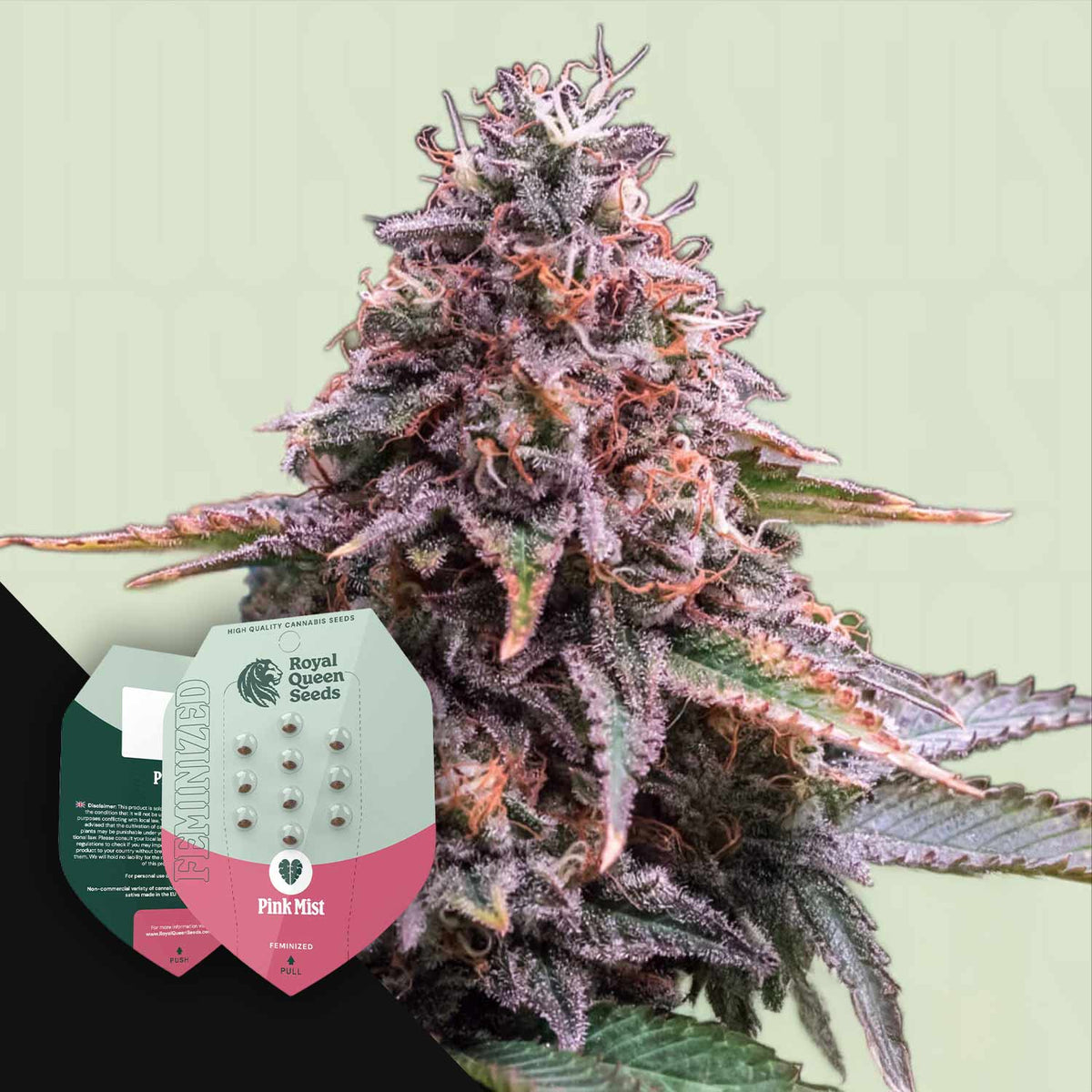 Royal Queen Seeds - Pink Mist