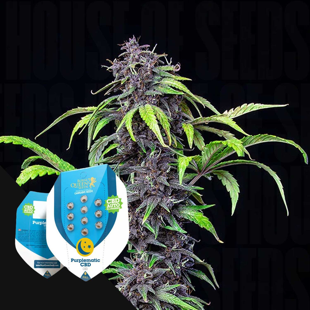 Royal Queen Seeds - Purplematic