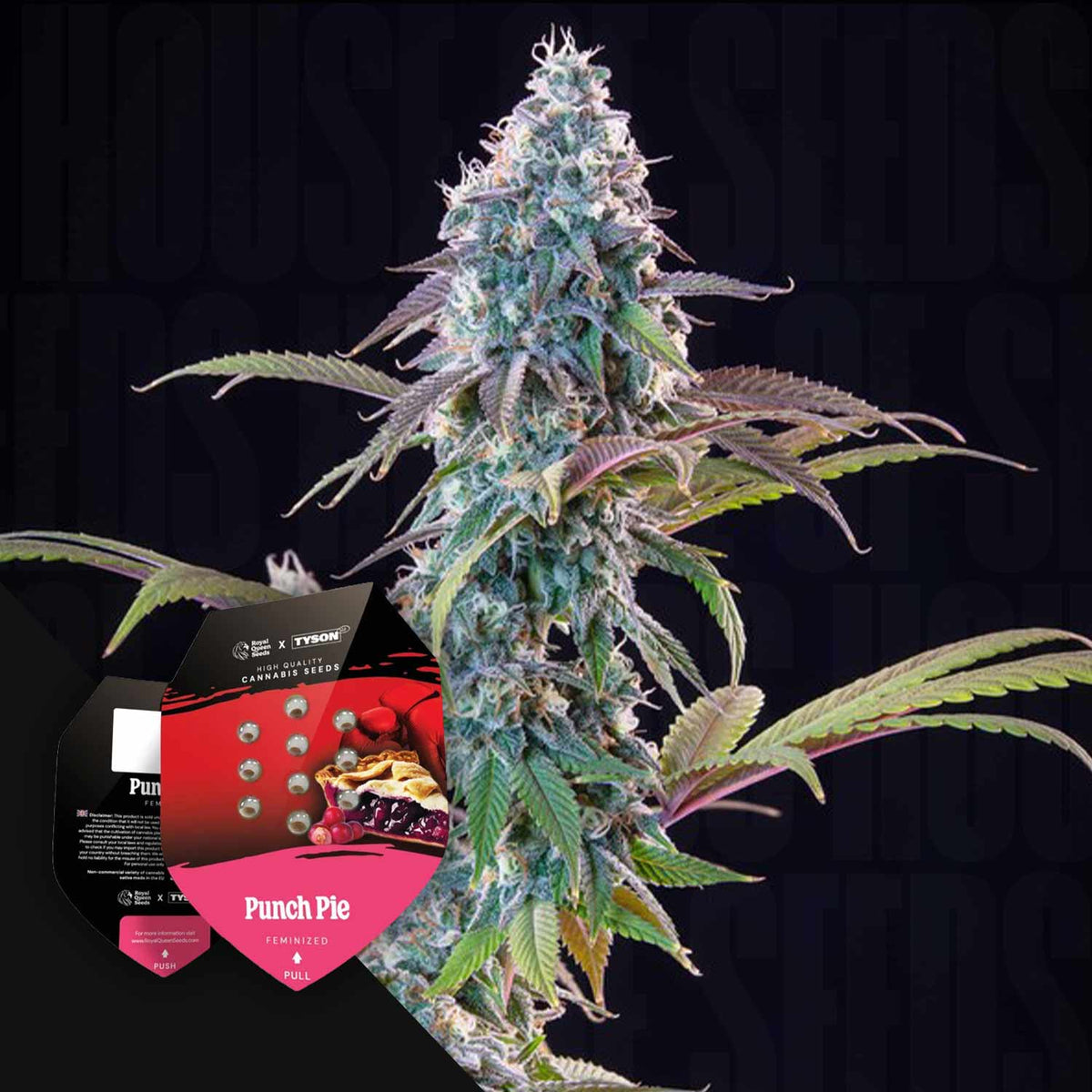 Royal Queen Seeds - Punch Pie