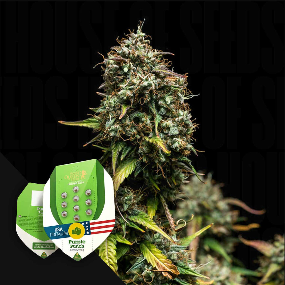 Royal Queen Seeds - Purple Punch Auto