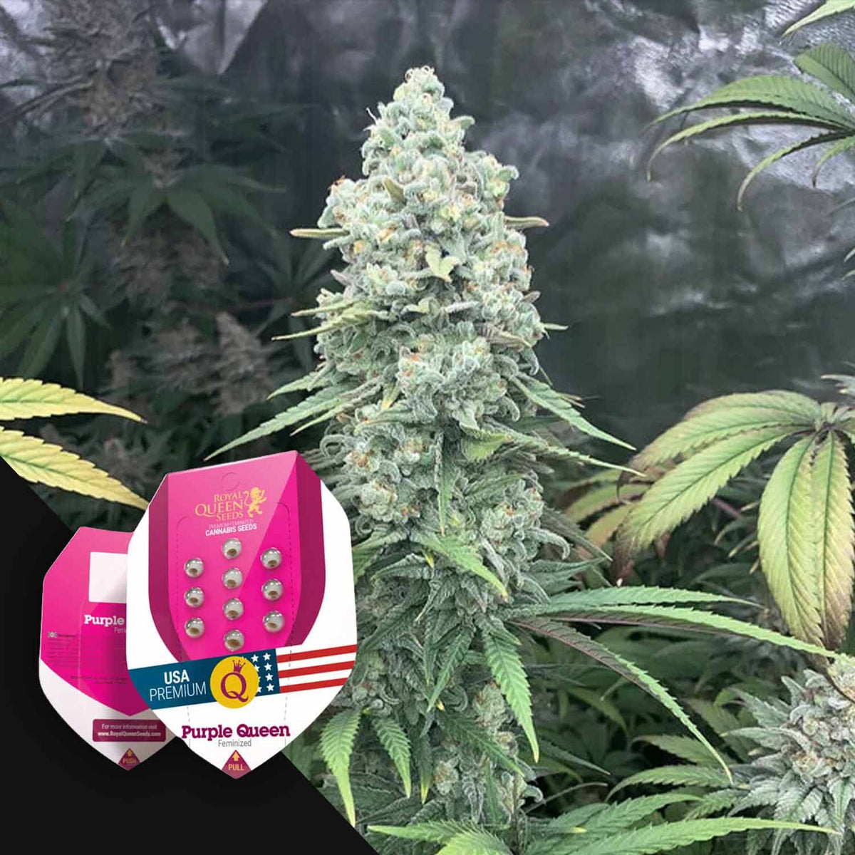 Royal Queen Seeds - Purple Queen