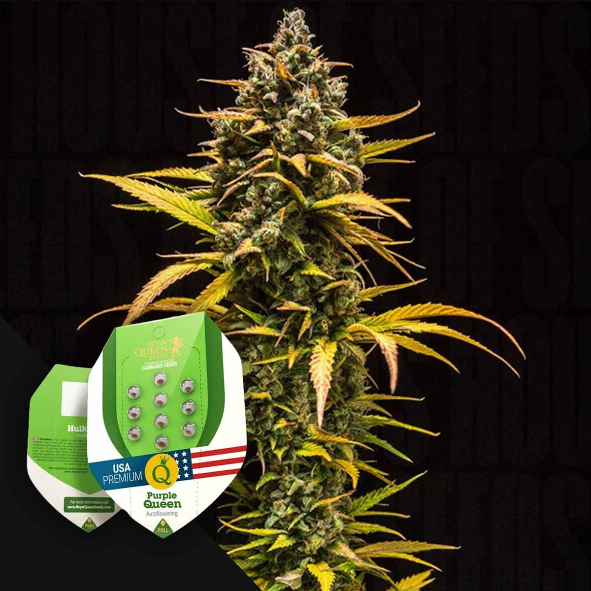 Royal Queen Seeds - Purple Queen Auto