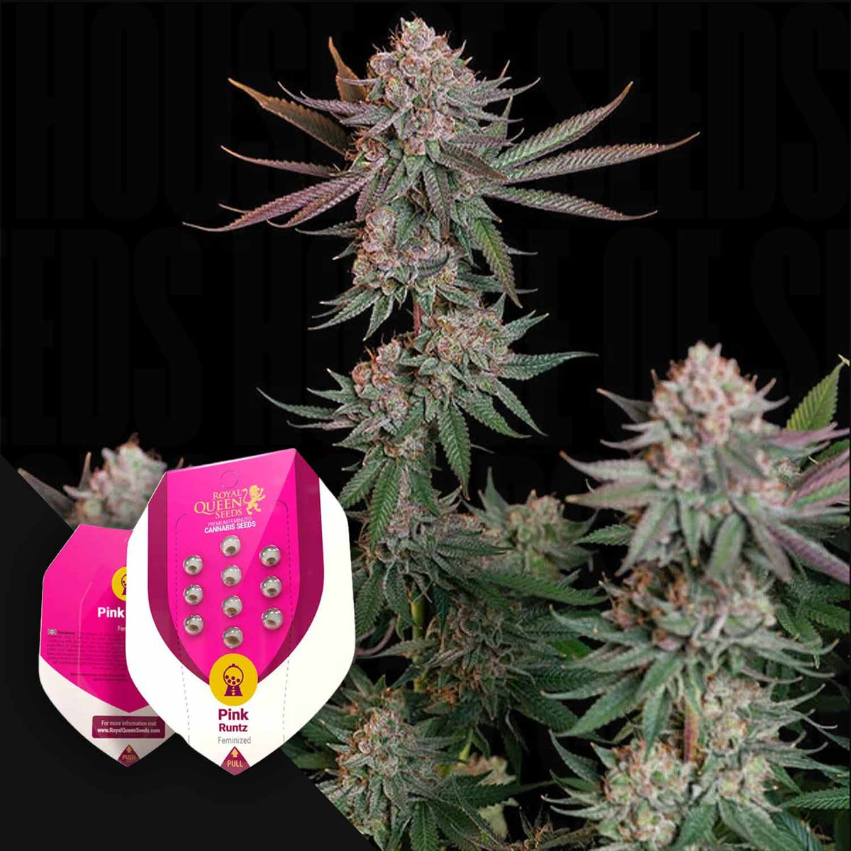 Royal Queen Seeds - Pink Runtz