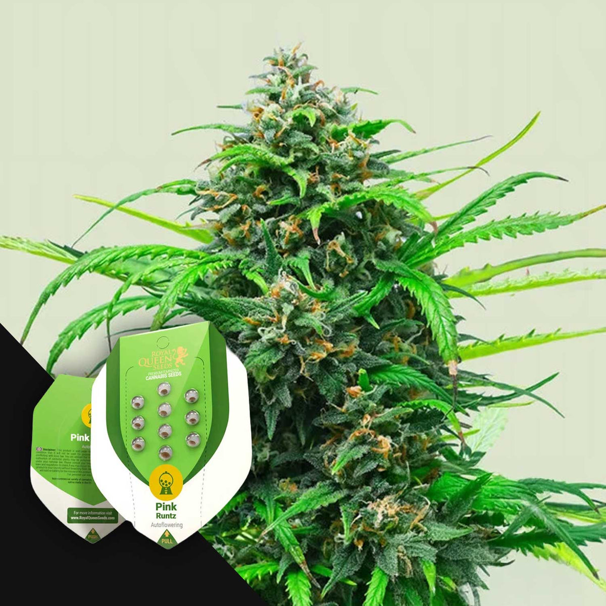 Royal Queen Seeds - Pink Runtz Auto