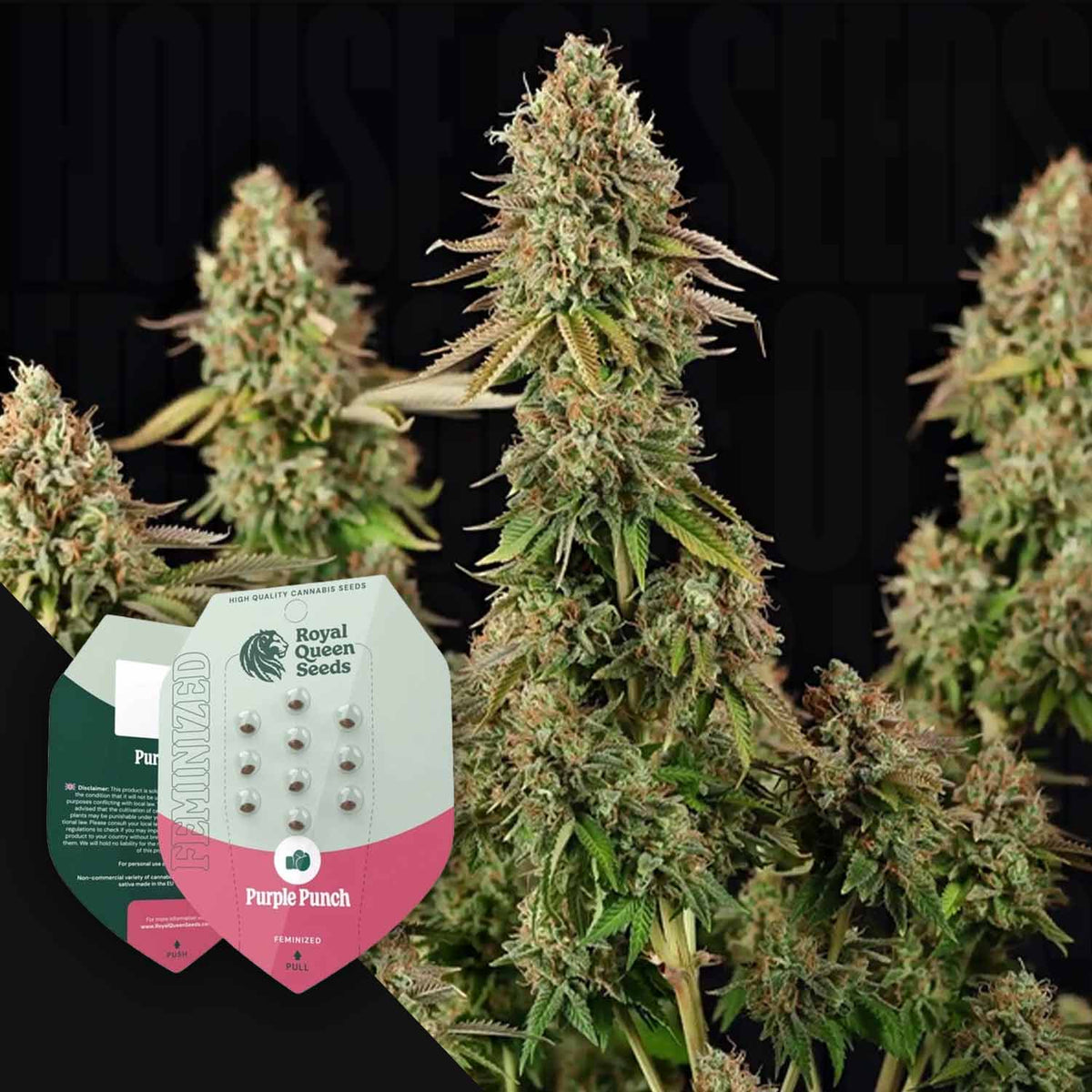 Royal Queen Seeds - Purple Punch