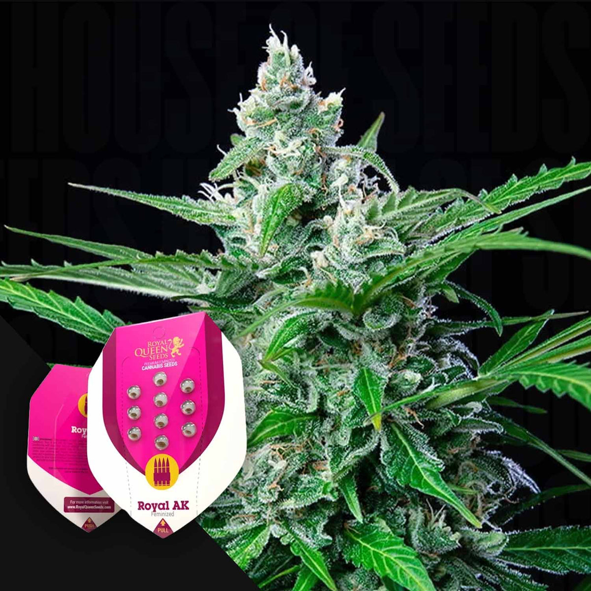 Royal Queen Seeds - Royal AK