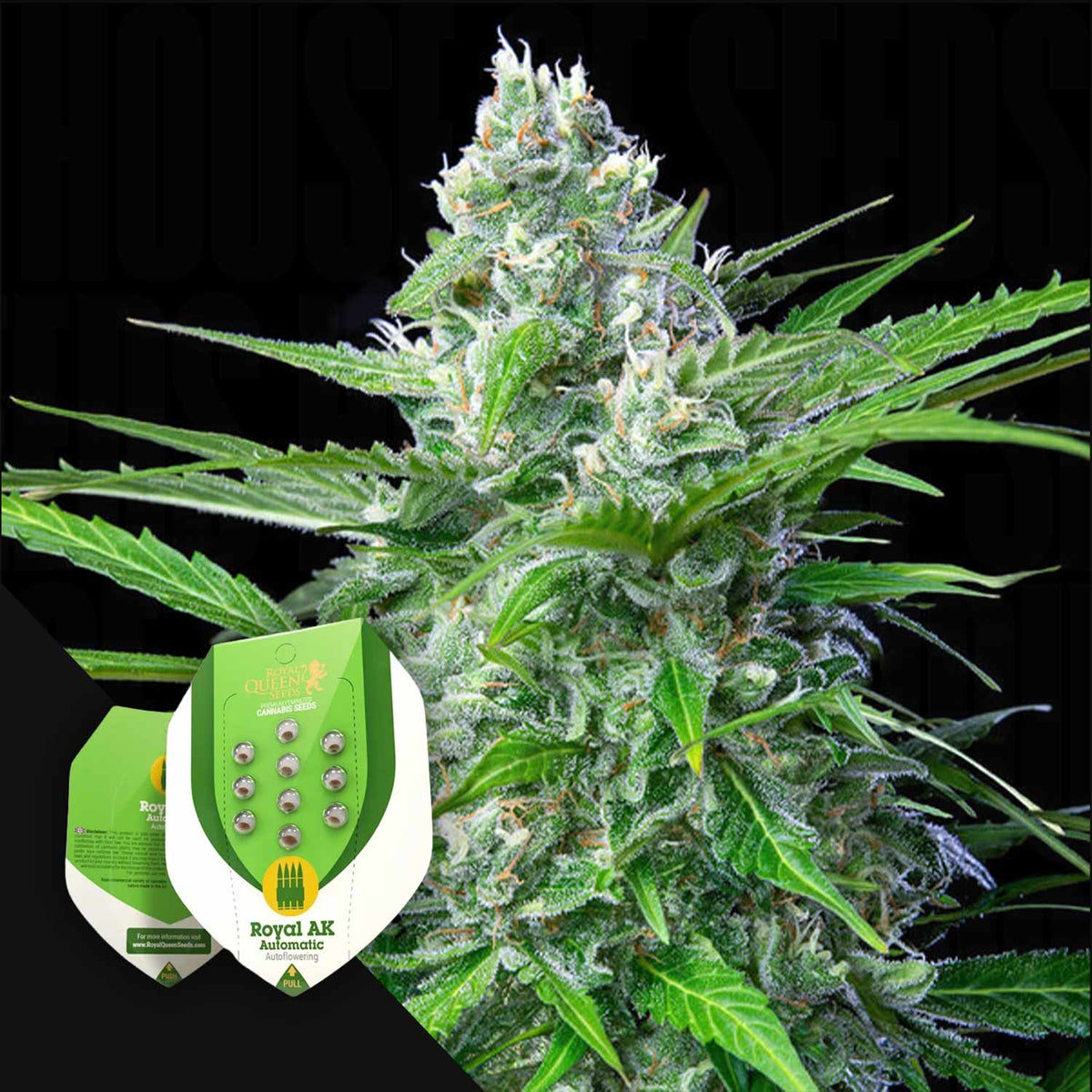 Royal Queen Seeds - Royal AK Auto