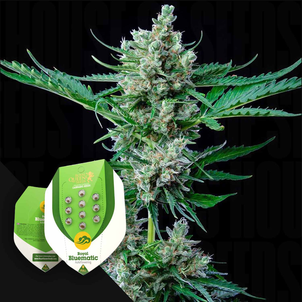 Royal Queen Seeds - Royal Bluematic